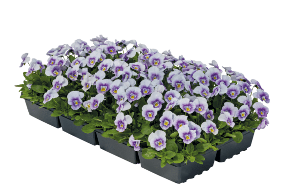 Viola cornuta F1 Admire® Lavender Pink Face - Image 2