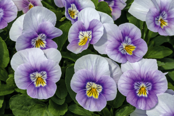 Viola cornuta F1 Admire® Lavender Pink Face - Image 4