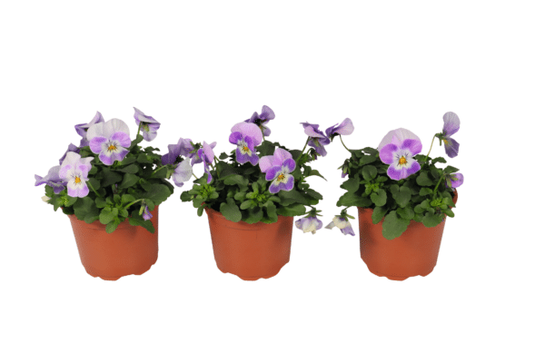 Viola cornuta F1 Admire® Lavender Pink Face - Image 3