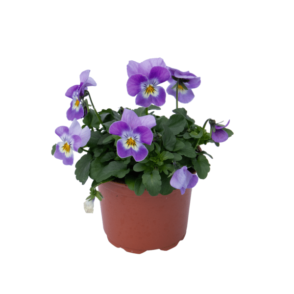 Viola cornuta F1 Admire® Lavender Pink Face - Image 5