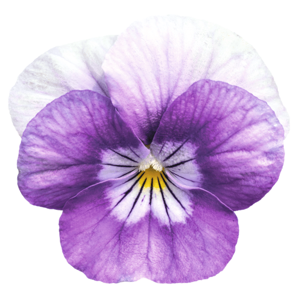 Viola cornuta F1 Admire® Lavender Pink Face