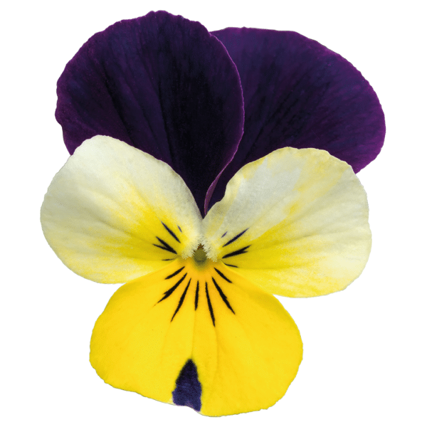 Viola cornuta F1 Admire® Lemon Purple Wing