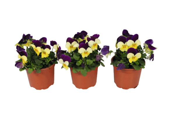 Viola cornuta F1 Admire® Lemon Purple Wing - Image 4