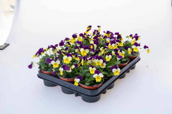 Viola cornuta F1 Admire® Lemon Purple Wing - Image 2