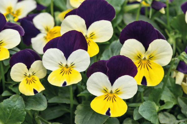 Viola cornuta F1 Admire® Lemon Purple Wing - Image 3