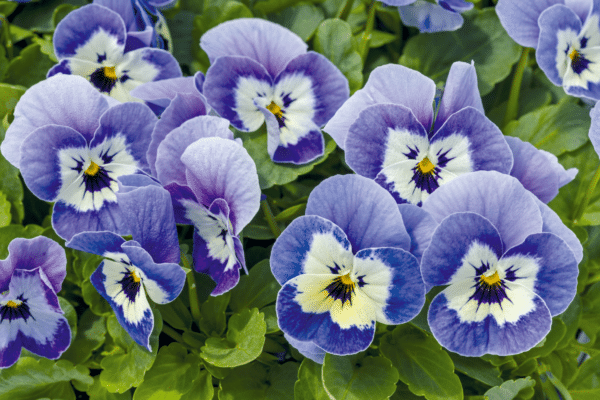 Viola cornuta F1 Admire® Marina - Image 3