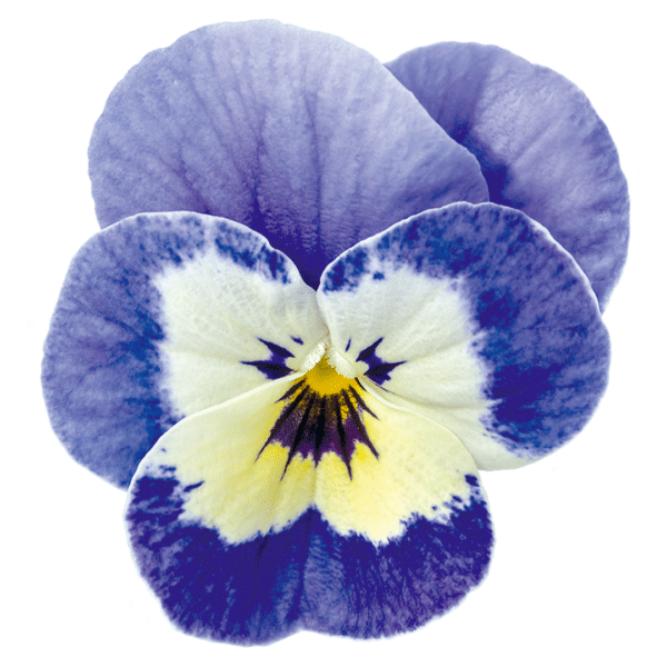 Viola cornuta F1 Admire® Marina