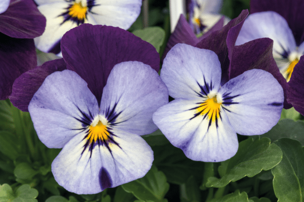 Viola cornuta F1 Admire® Neon Purple Wing - Image 3