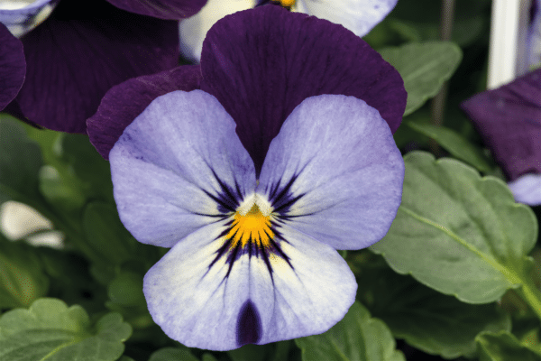 Viola cornuta F1 Admire® Neon Purple Wing - Image 4