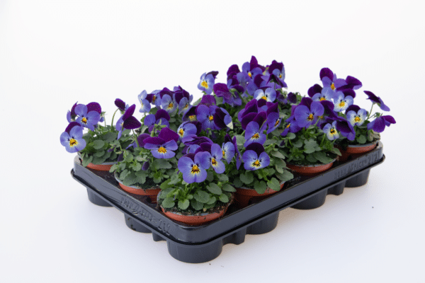 Viola cornuta F1 Admire® Neon Purple Wing - Image 2