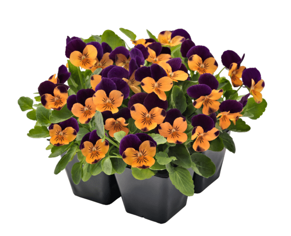 Viola cornuta F1 Admire® Orange Purple Wing - Image 4