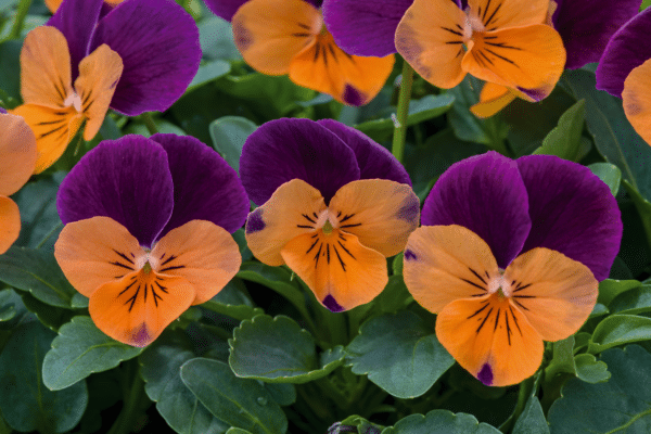 Viola cornuta F1 Admire® Orange Purple Wing - Image 3