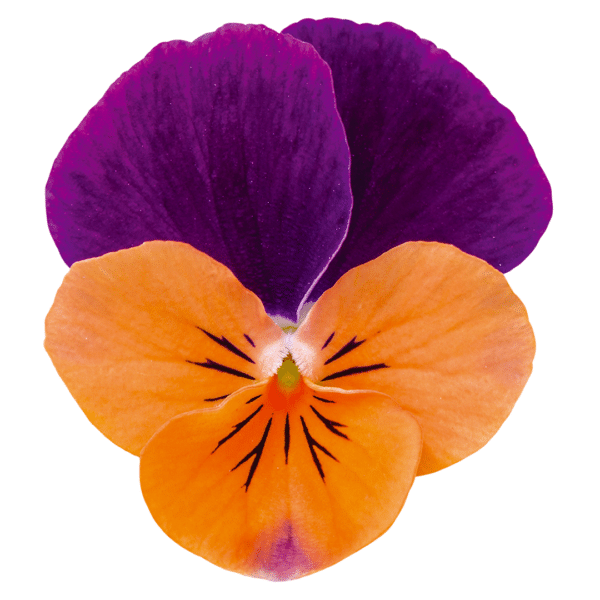 Viola cornuta F1 Admire® Orange Purple Wing