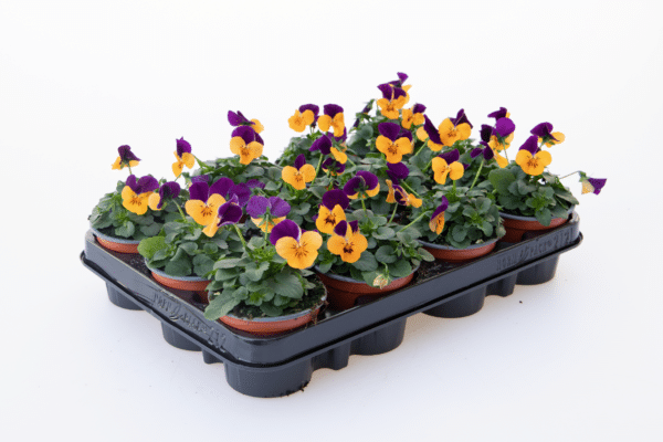 Viola cornuta F1 Admire® Orange Purple Wing - Image 2