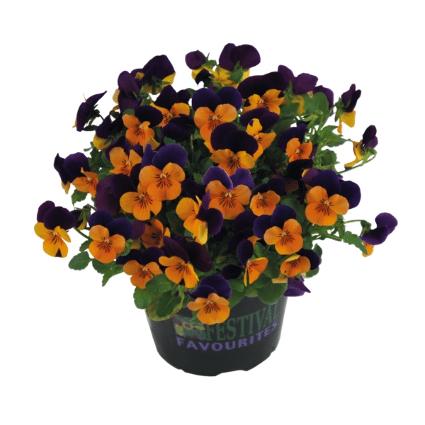 Viola cornuta F1 Admire® Orange Purple Wing - Image 5