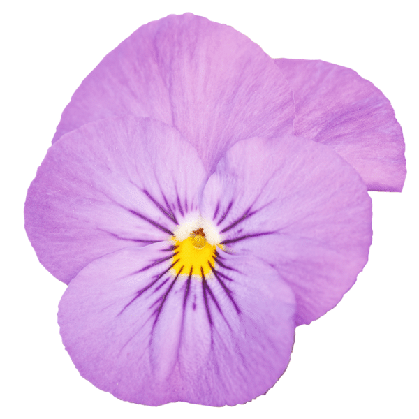 Viola cornuta F1 Admire® Pink