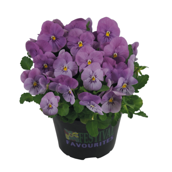 Viola cornuta F1 Admire® Pink - Image 3