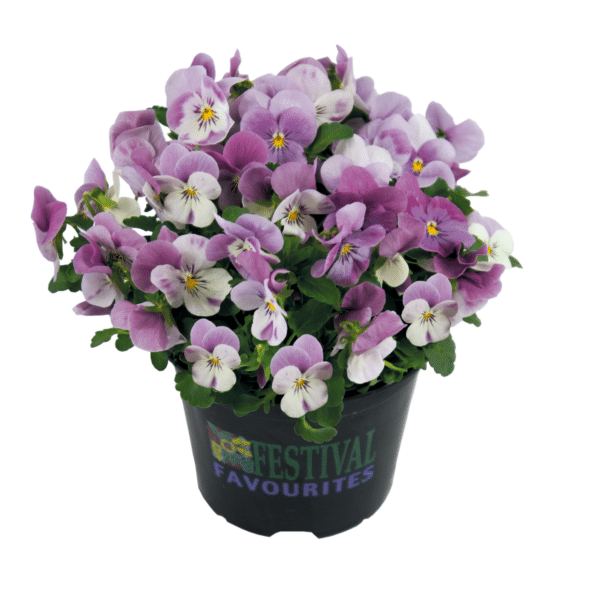 Viola cornuta F1 Admire® Pink Surprise - Image 4