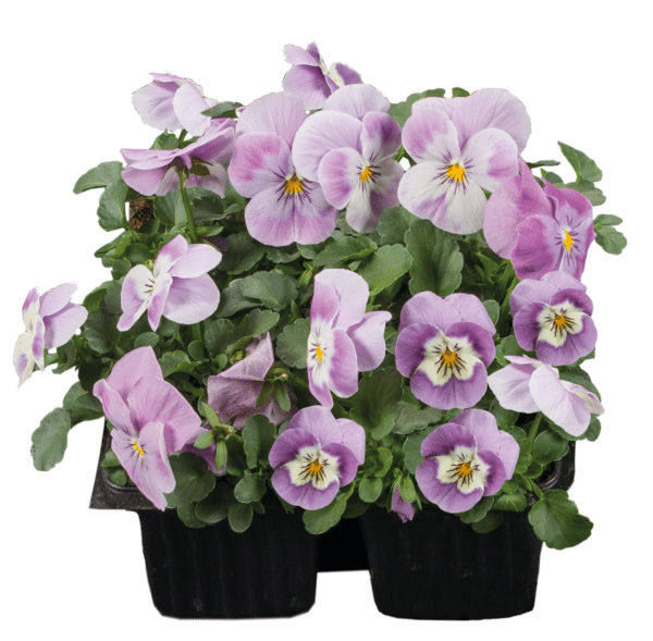 Viola cornuta F1 Admire® Pink Surprise - Image 3