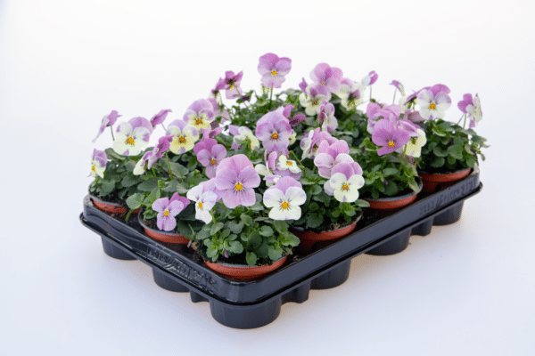 Viola cornuta F1 Admire® Pink Surprise - Image 2