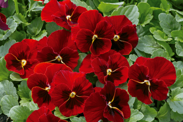 Viola cornuta F1 Admire® Red Blotch - Image 3