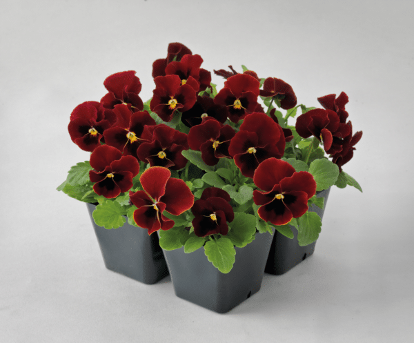 Viola cornuta F1 Admire® Red Blotch - Image 4