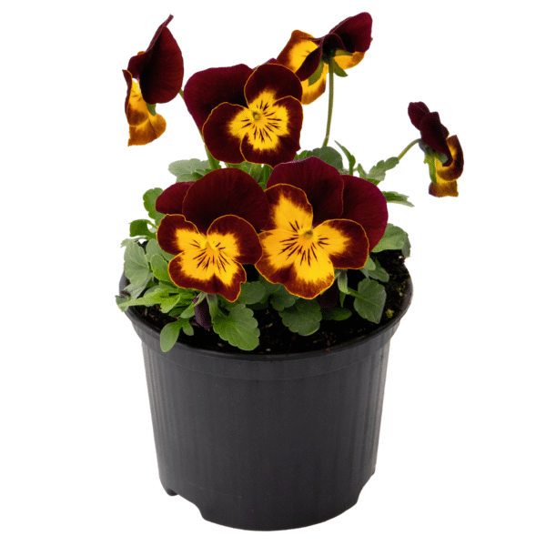 Viola cornuta F1 Admire® Red Yellow Face - Image 4