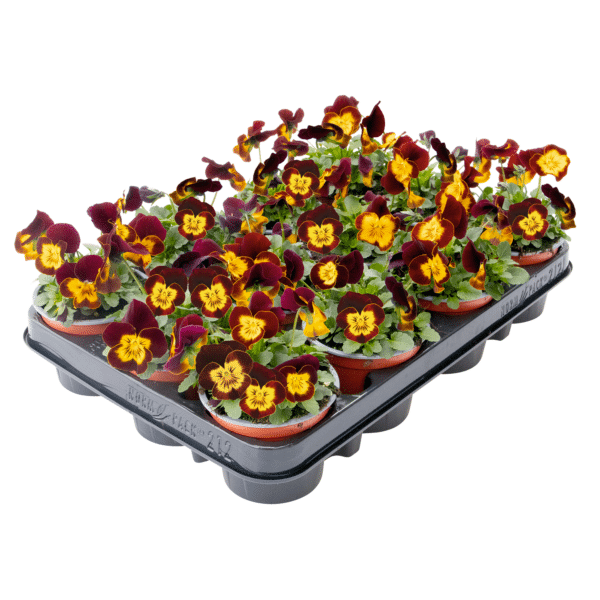 Viola cornuta F1 Admire® Red Yellow Face - Image 2