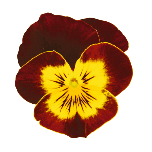 Viola cornuta F1 Admire® Red Yellow Face