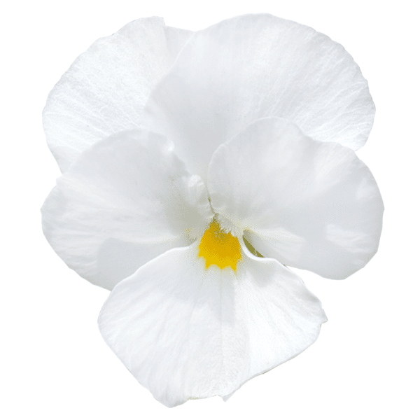 Viola cornuta F1 Admire® White