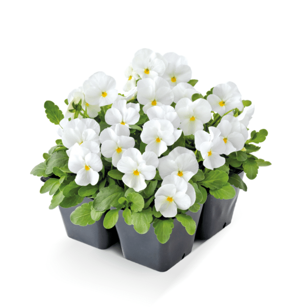 Viola cornuta F1 Admire® White - Image 4