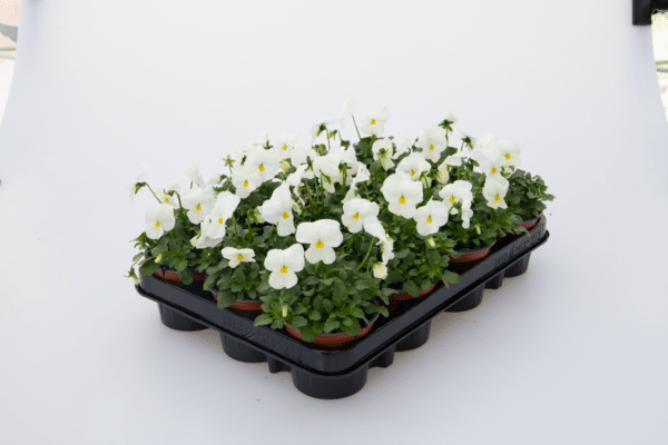 Viola cornuta F1 Admire® White - Image 2