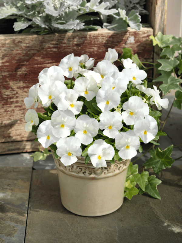 Viola cornuta F1 Admire® White - Image 3