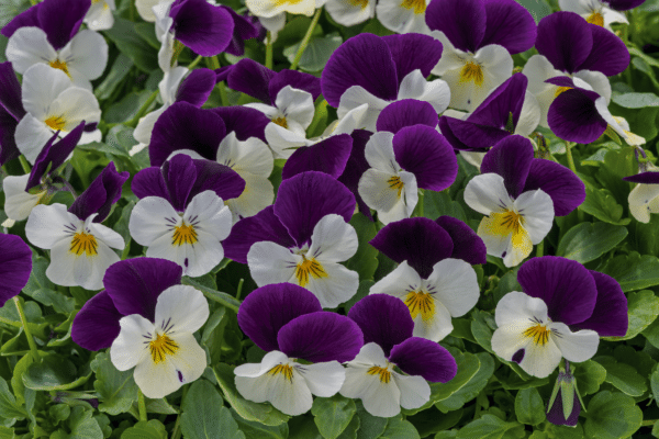 Viola cornuta F1 Admire® White Purple Wing - Image 3