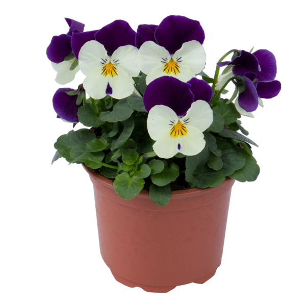 Viola cornuta F1 Admire® White Purple Wing - Image 5