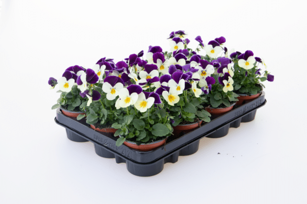 Viola cornuta F1 Admire® White Purple Wing - Image 2