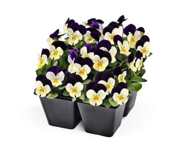 Viola cornuta F1 Admire® White Purple Wing - Image 4