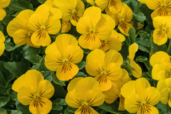 Viola cornuta F1 Admire® Yellow - Image 3