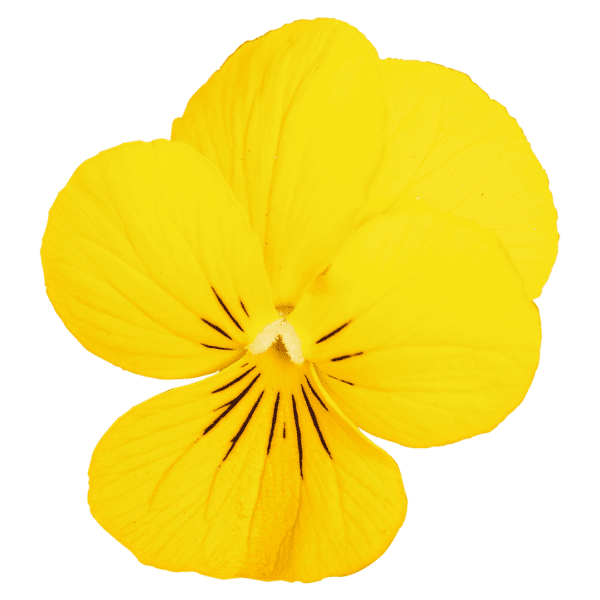 Viola cornuta F1 Admire® Yellow