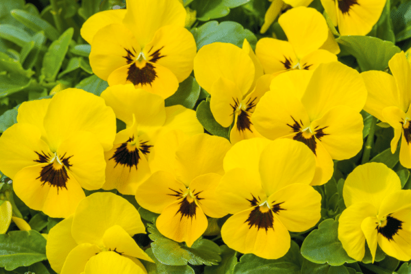 Viola cornuta F1 Admire® Yellow Blotch - Image 3