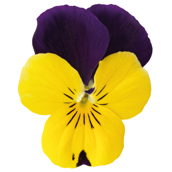 Viola cornuta F1 Admire® Yellow Purple Wing