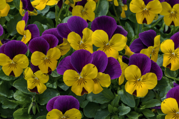 Viola cornuta F1 Admire® Yellow Purple Wing - Image 4