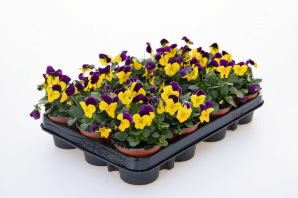 Viola cornuta F1 Admire® Yellow Purple Wing - Image 2