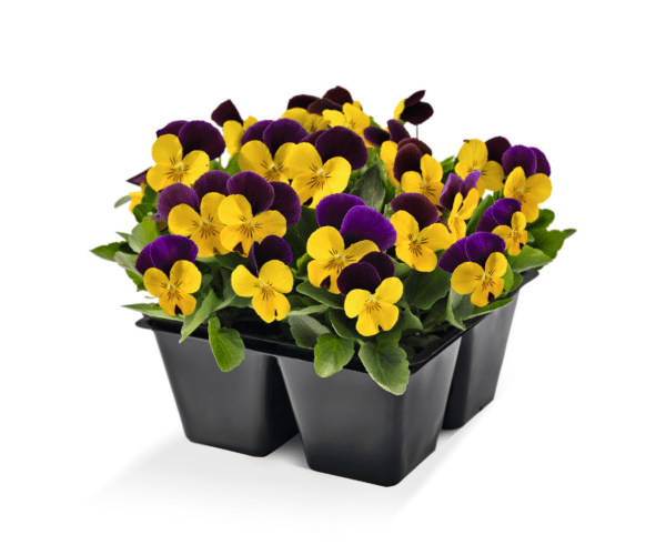 Viola cornuta F1 Admire® Yellow Purple Wing - Image 3