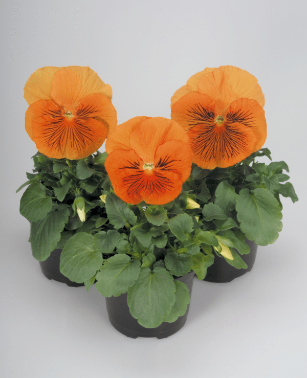 Viola wittrockiana F₁ Cats® Orange - Image 2