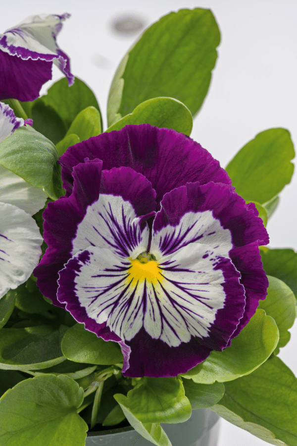 Viola wittrockiana F₁ Cats® Plus Purple & White - Image 4