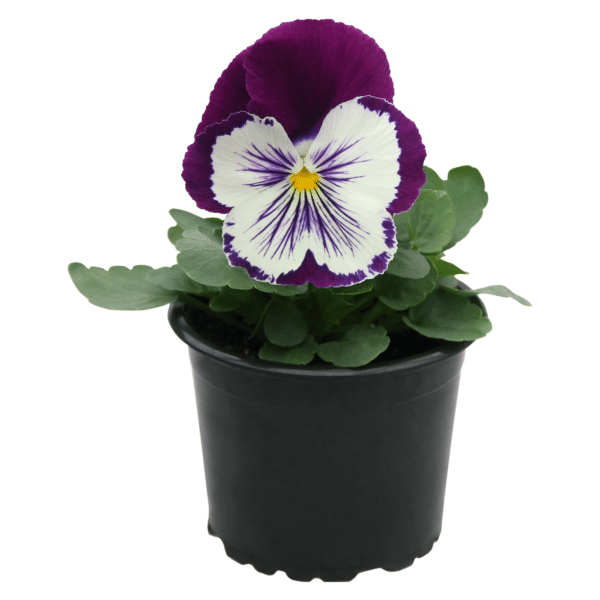 Viola wittrockiana F₁ Cats® Plus Purple & White