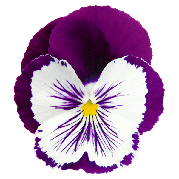 Viola wittrockiana F₁ Cats® Plus Purple & White - Image 3