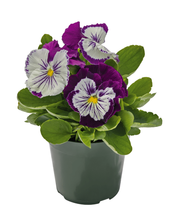 Viola wittrockiana F₁ Cats® Plus Purple & White - Image 2