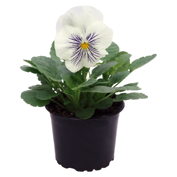 Viola wittrockiana F₁ Cats® Plus White